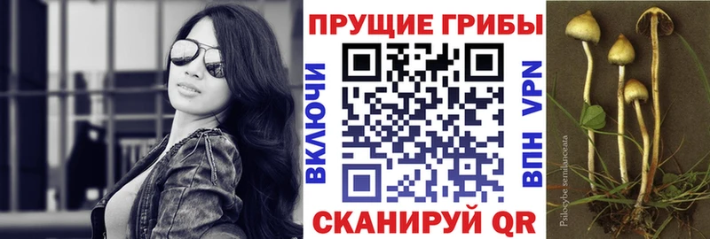 Купить где  Бирюсинск  Псилоцибиновые грибы Psilocybine cubensis 